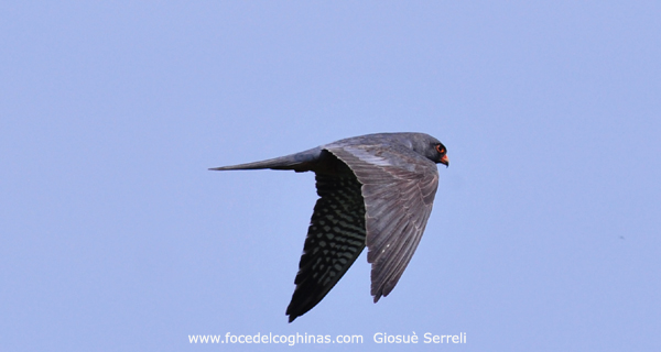 falco cuculo